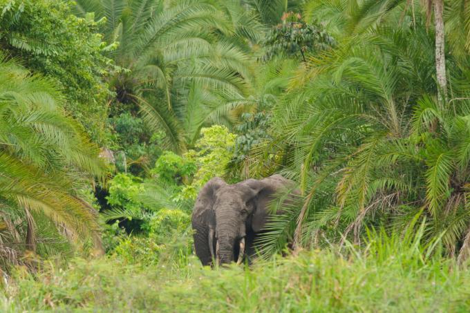 Comment les animaux adorables sauvent la planète