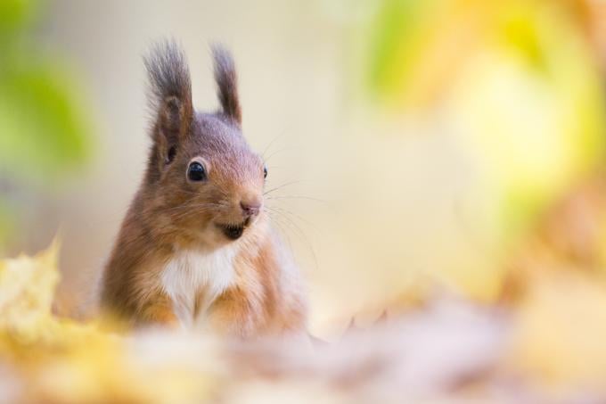 Dix conseils pour attirer des écureuils - Notre Nature