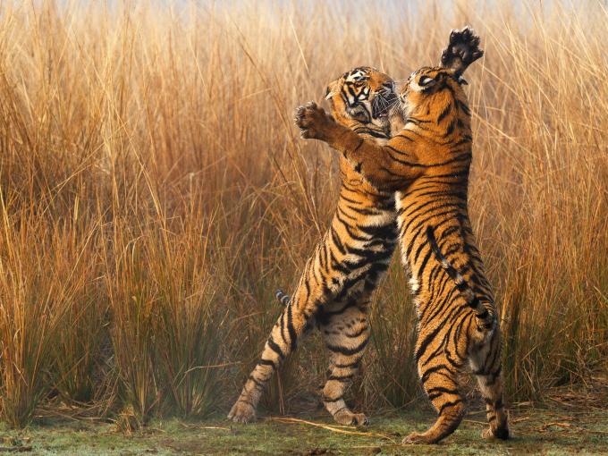 Aidons le tigre à rugir : Que réservent les 12 prochaines années au tigre?  