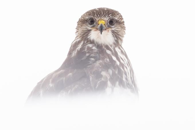 Buse variable