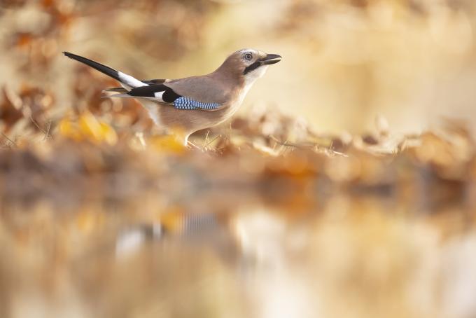 Comment observer les animaux sauvages en forêt ?