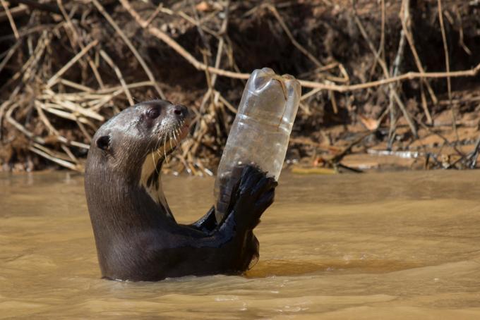 otter met fles