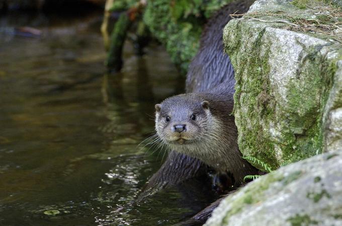 Loutre de rivière  Espace pour la vie