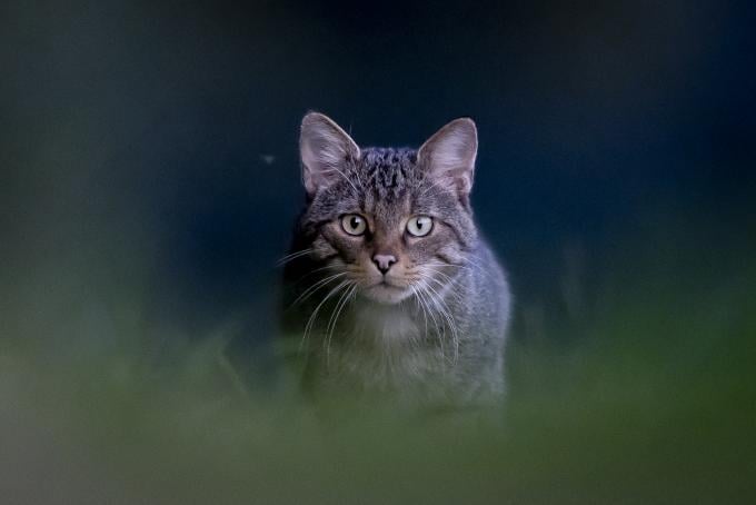 Le chat et son impact sur la faune