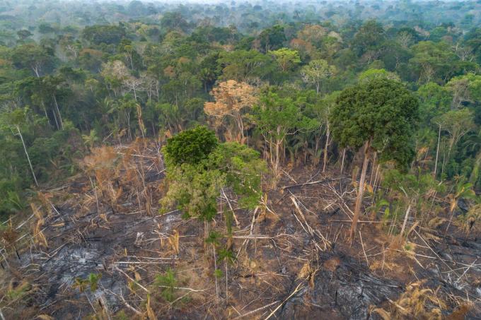 déforestation