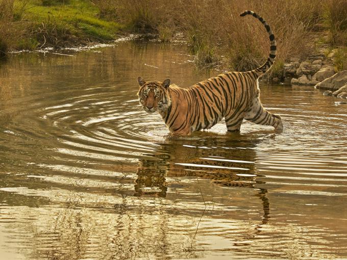 tigre dans l'eau