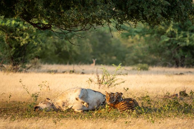 tigres qui mangent une vache