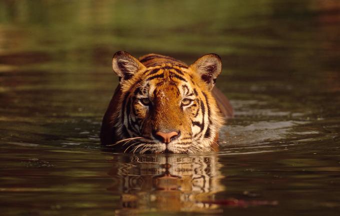 tigre tijger