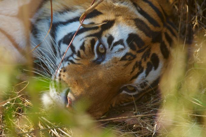 tigre tijger