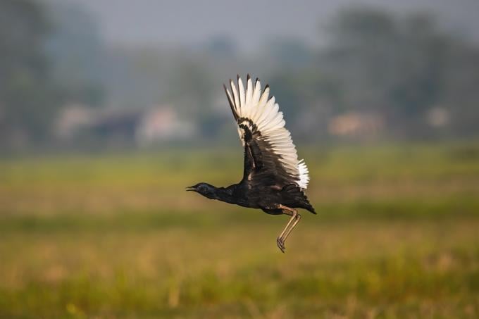 Florican du Bengale en vol