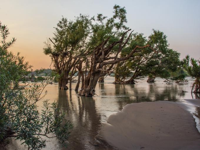 Mangroves au Cambodge