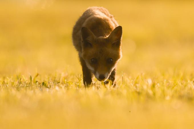 Renard dans un champ