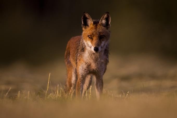 Renard dans un champ