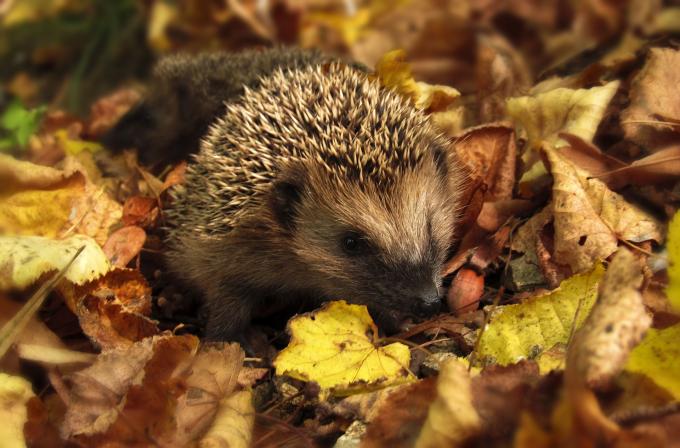 hérisson dans les feuilles