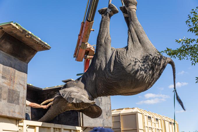 elephant asleep flying