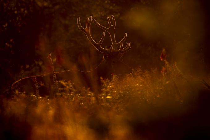 Cerf en velours