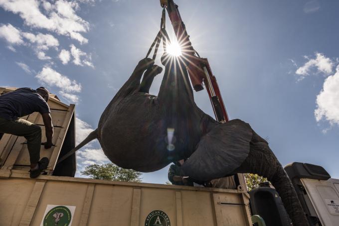 éléphant qui vole