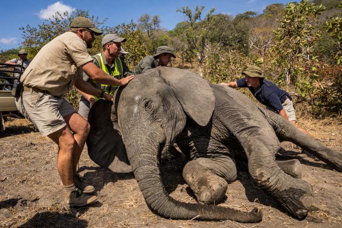 éléphant qui se réveille