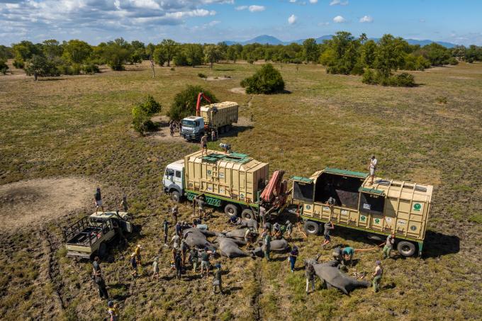 Camions qui chargent des éléphants