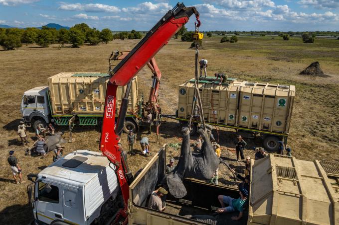 Camions qui chargent des éléphants