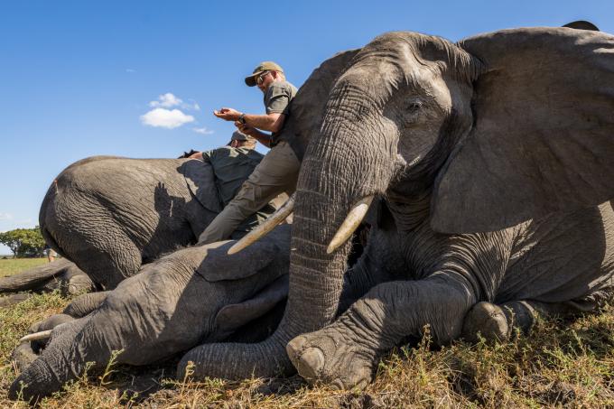 elephant qui se fait endormir