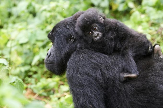 Un gorille et son bébé