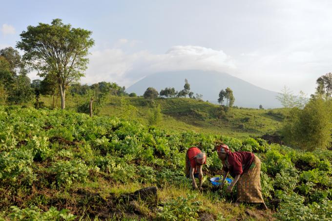 Virunga