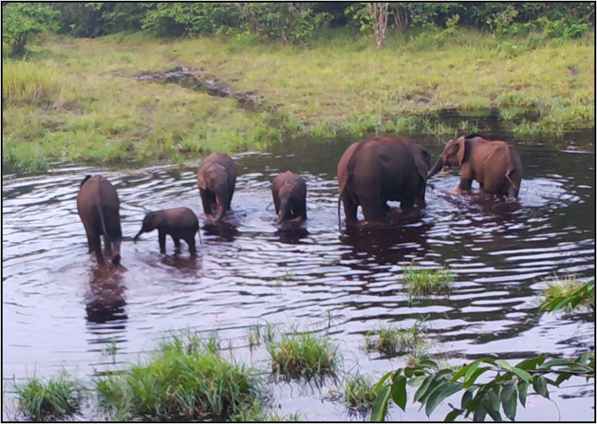 Caméra piège d'un groupe d'éléphants de forêt