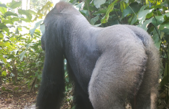 Caméra piège d'un gorille
