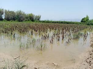 Champ inondé Pakistan