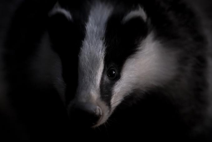 7 animaux sauvages observer en Belgique WWF Belgique