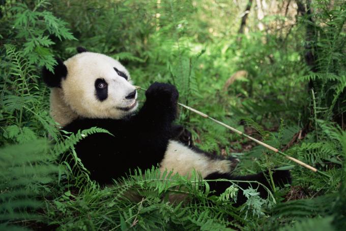 WWF