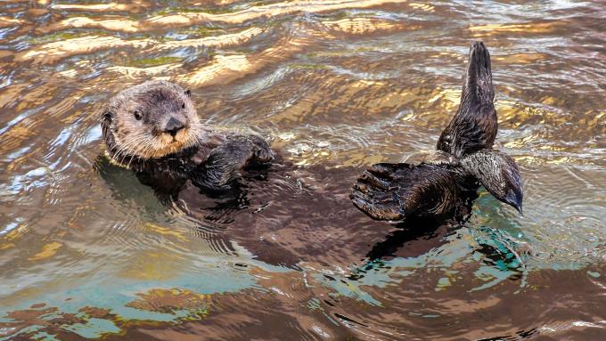 loutre dans l'eau