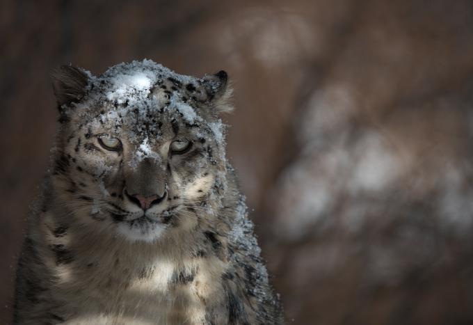 léopard des neiges dans l'ombre