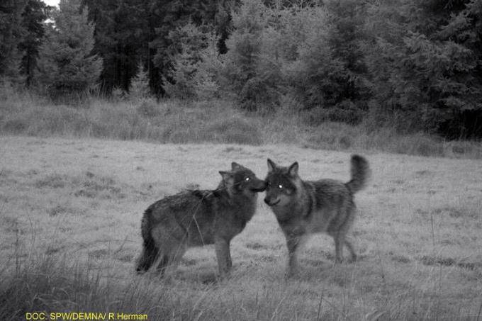deux loups en Belgique