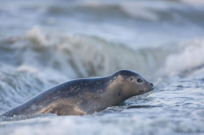 zeehond