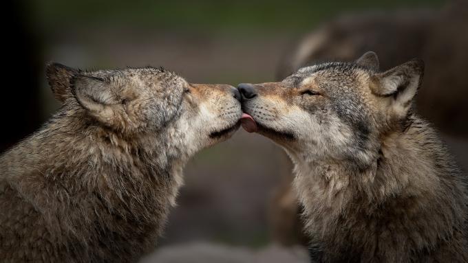 Deux loups se lèchent les babines