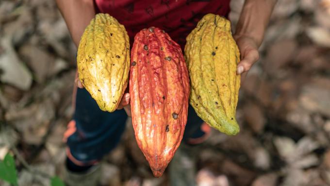 Cocoa beans