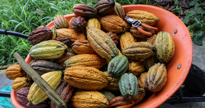 FESTIVAL SENS & CHOCOLAT d'AFRIQUE 2023 : Une Célébration Incontournable de  la Culture du Cacao et