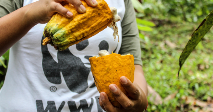 Cocoa from Ecuador