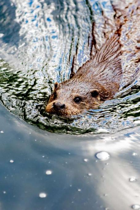 À l'eau, la loutre! - Les Explorateurs