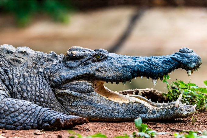 Siamese Crocodile