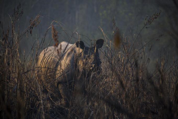 Indian rhino