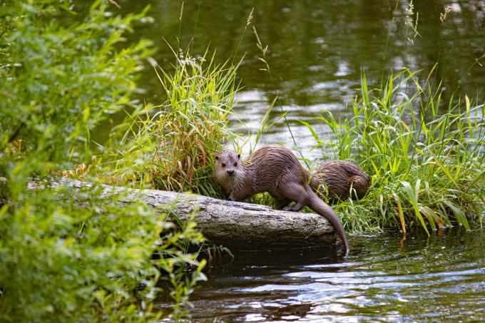 Loutre otter