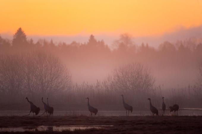 Kraanvogels in Zweden