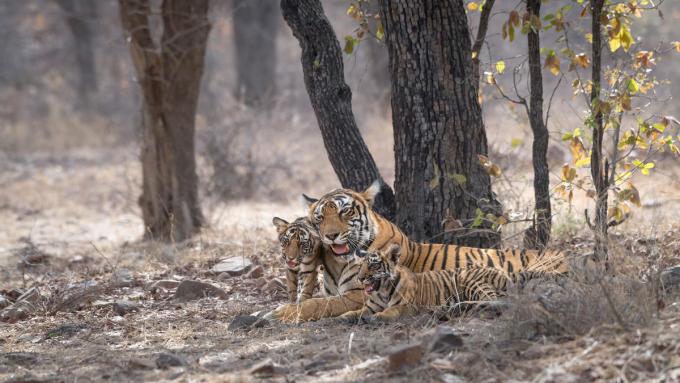 mère tigre avec ses deux petits