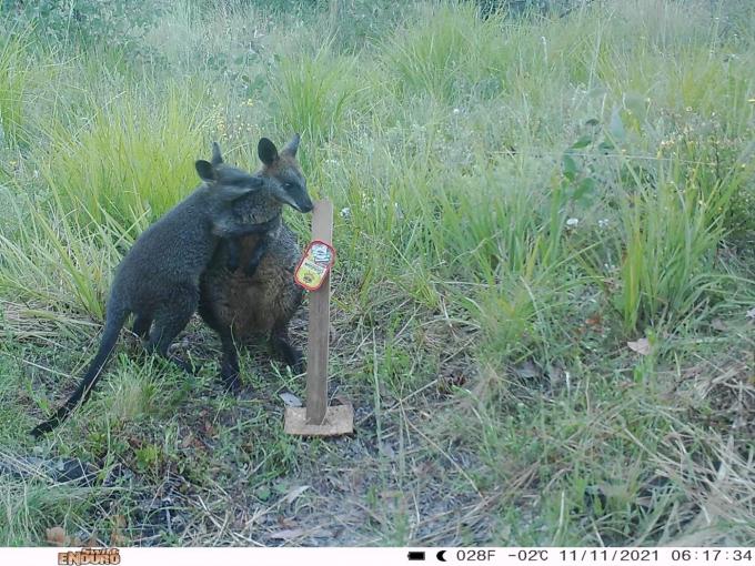 Deux wallabies se font un câlin