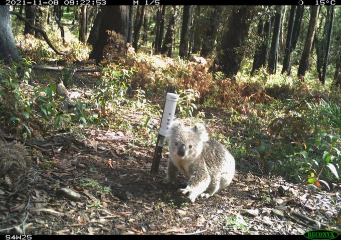 Koala devant une caméra piège