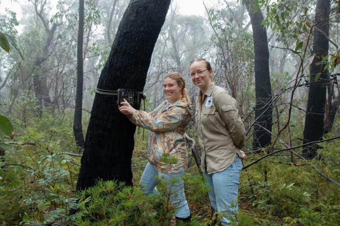 Installing a camera in the woods Australia