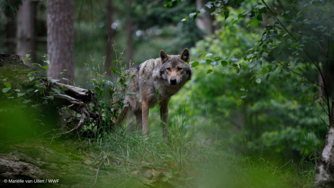 Wolf in het bos